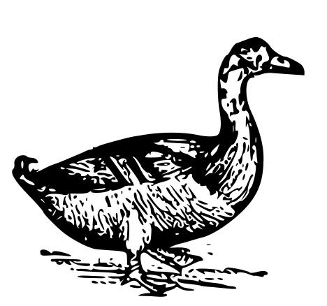 Duck vector drawing