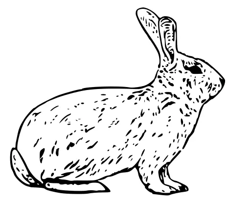 French rabbit
