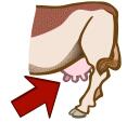 colored udder