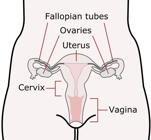 Female reproductive organs