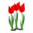 Three tulips