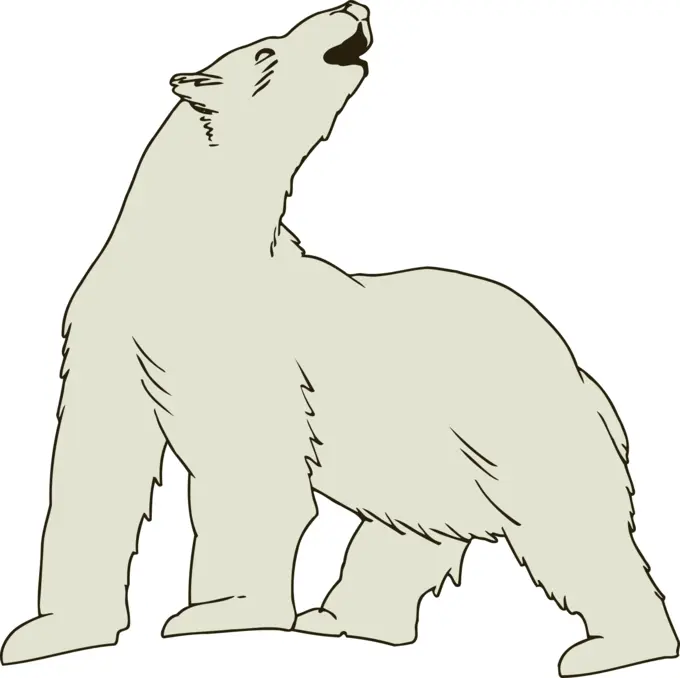 Polar bear vector image