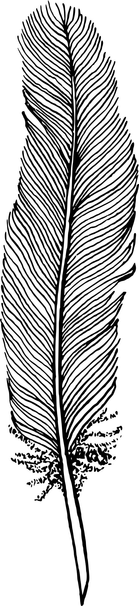 Feather icon