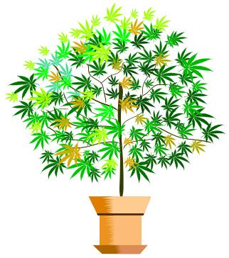Potted plant vector image