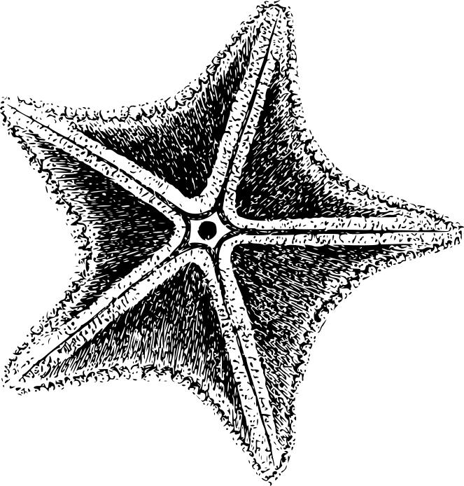 Sea star drawing