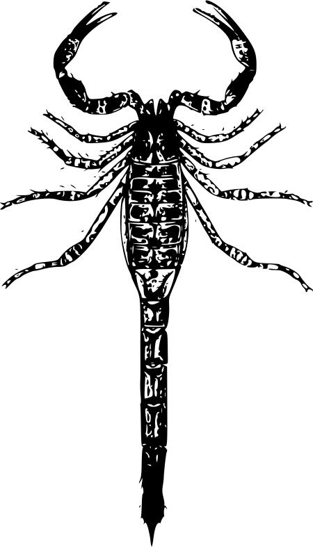 Basic scorpion vector image