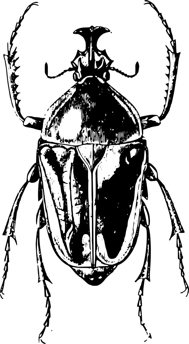 Black beetle bug