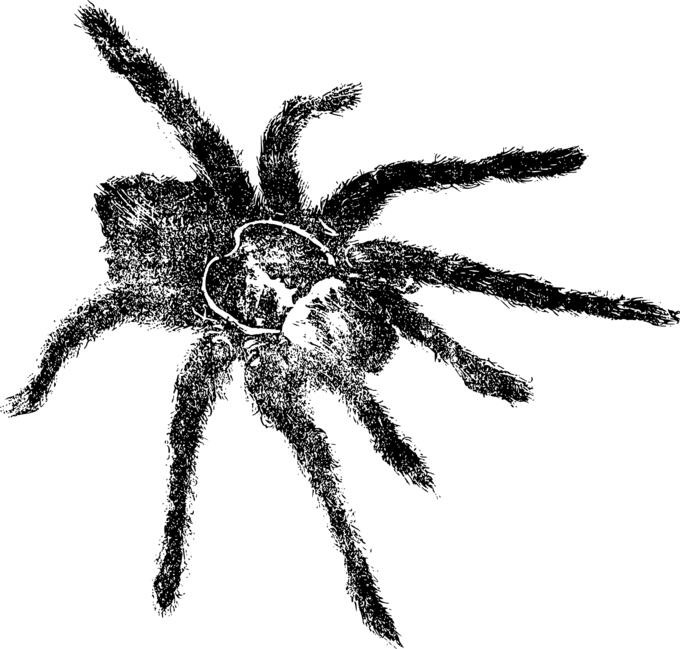 Tarantula vector illustration