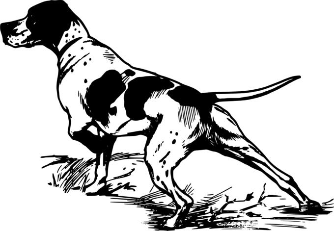 Hunting dog vector image