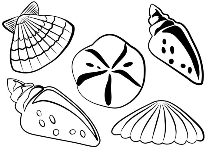 Sea shells vector illustration