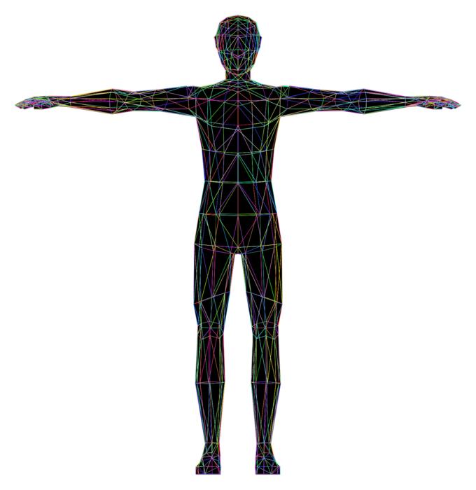 Colorful human anatomy