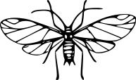 Enlarged fly image