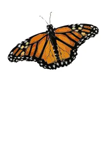 Simple butterfly