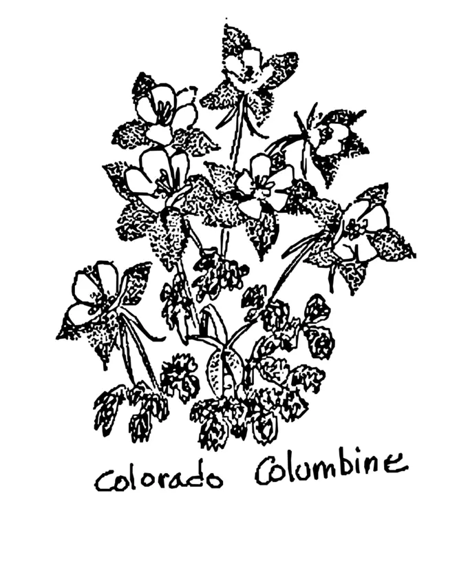 Colorado Columbine