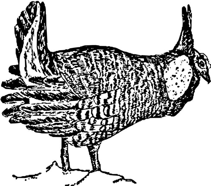 Prairie chicken drawing