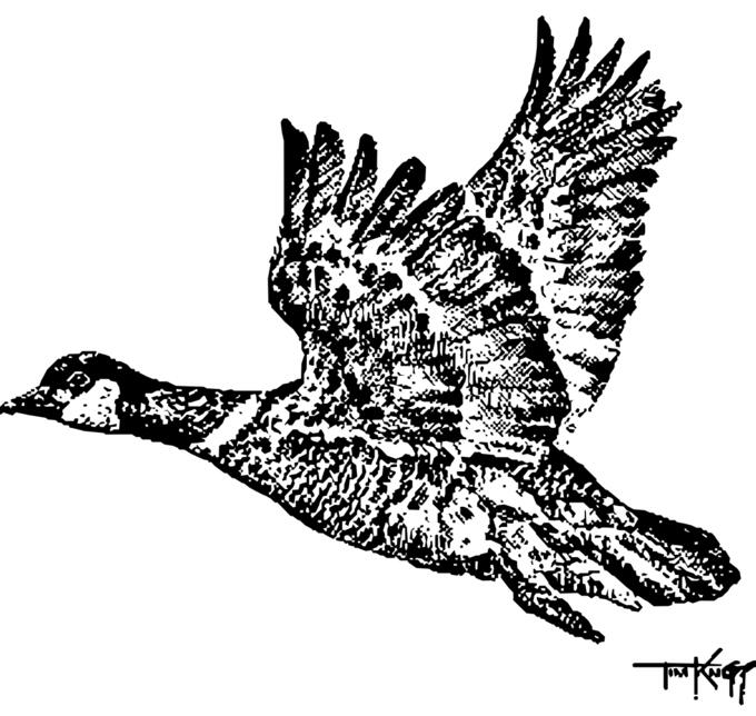 Aleutian goose
