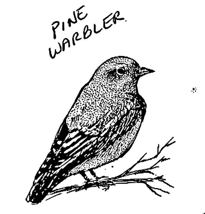 Pine warbler