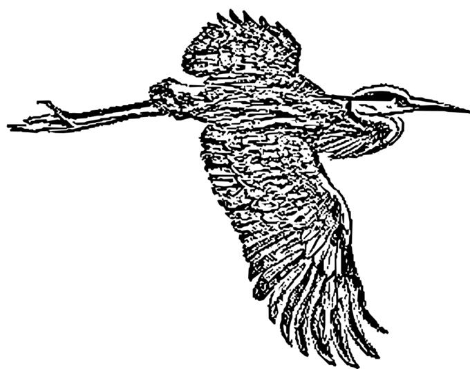 Great blue heron image