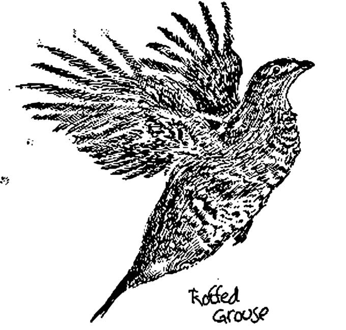 Ruffled grouse wings