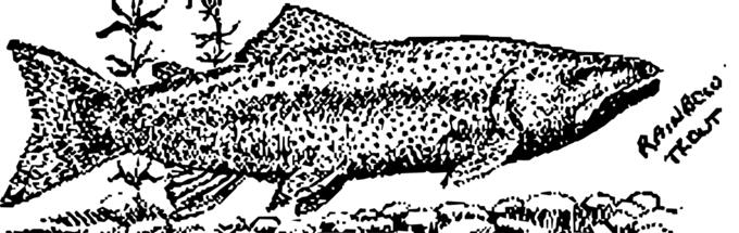 Rainbow trout