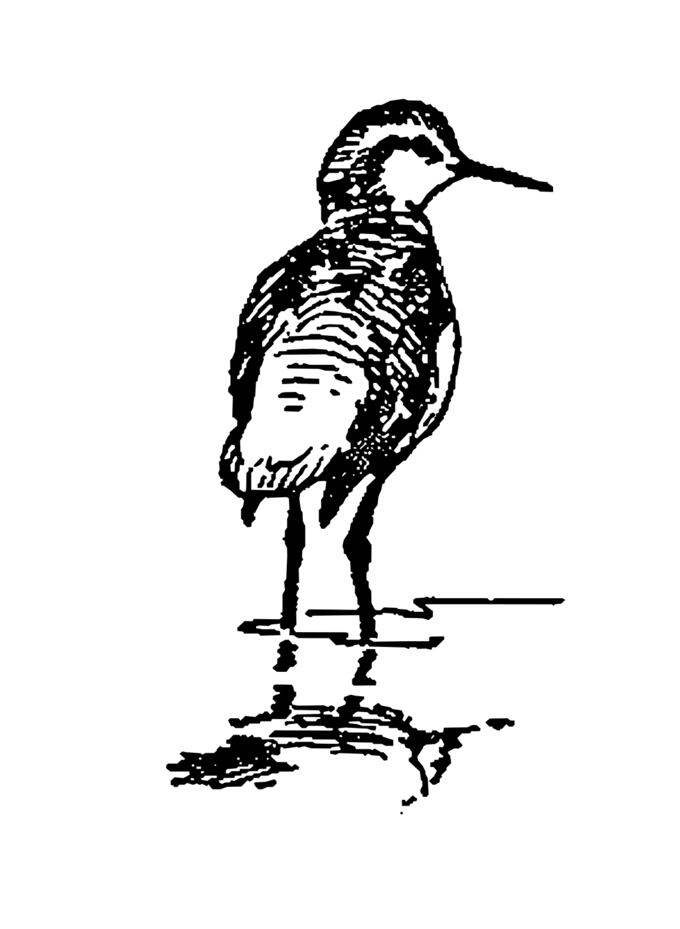 Phalarope standing