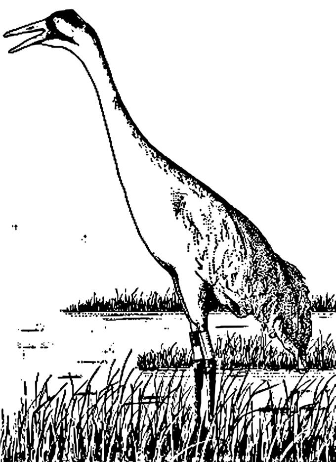 Sand hill crane
