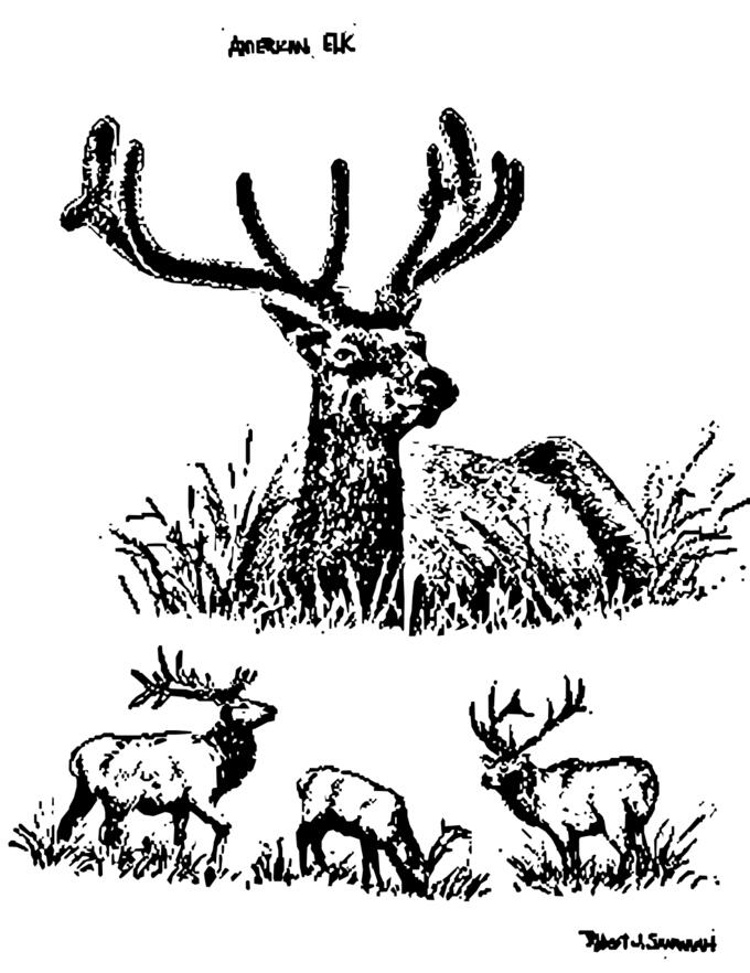 American elks