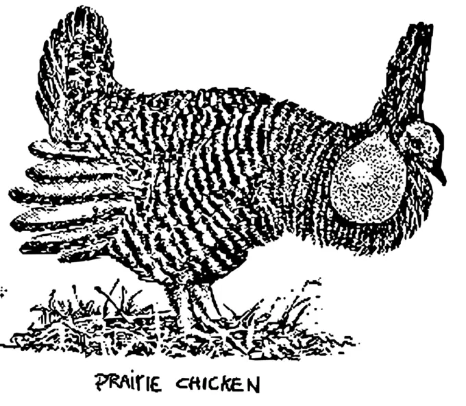 Prairie chicken image