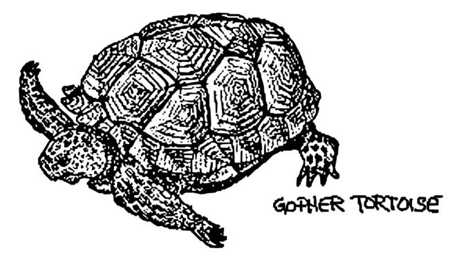 Gopher tortoise