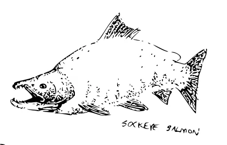 Sockeye salmon