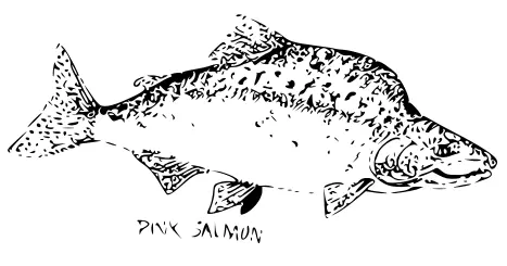 Pink salmon