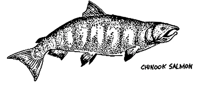 Chinook Salmon sketch
