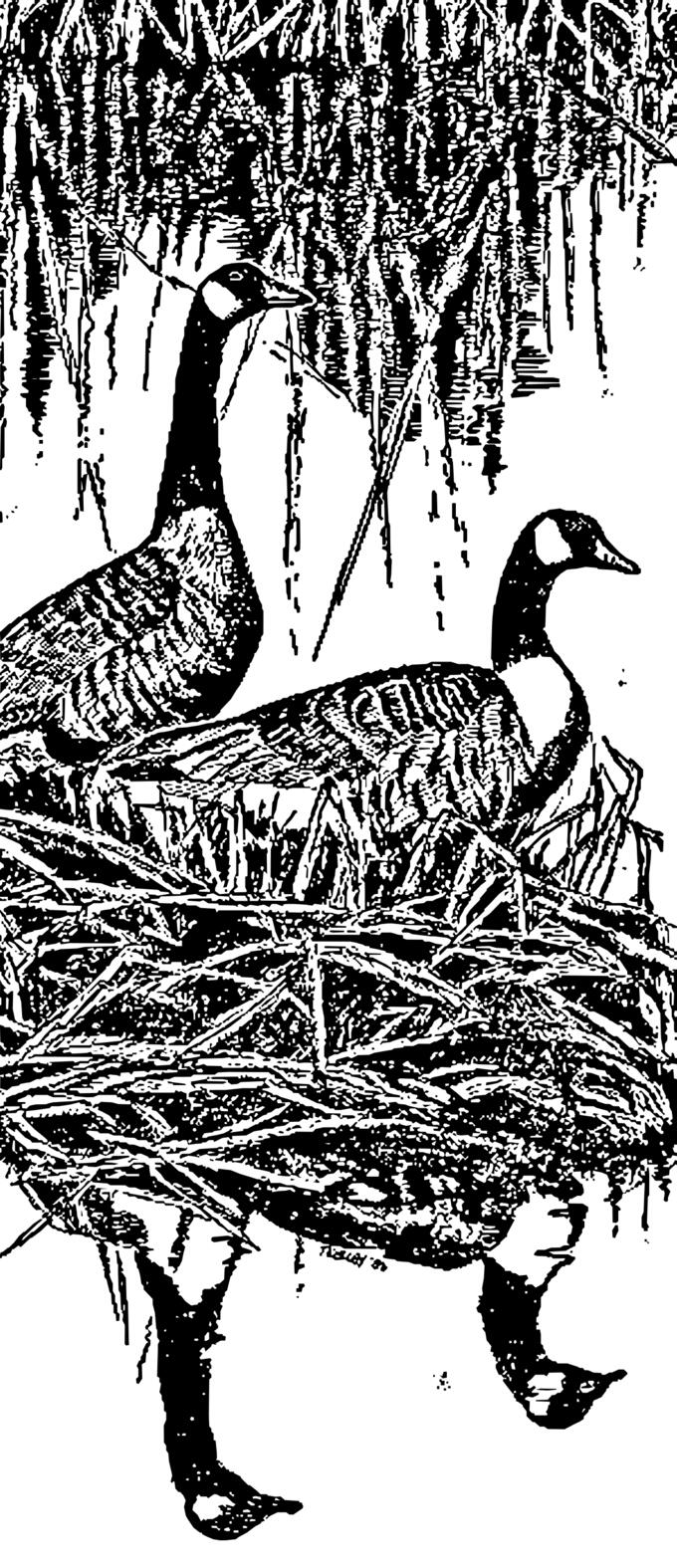 Nesting Canada geese
