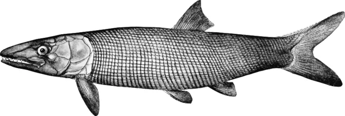 Extinct fish