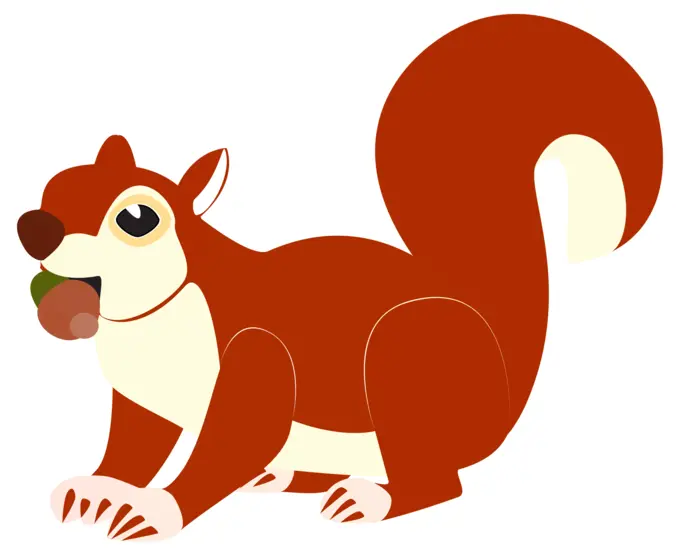 Red squirrel