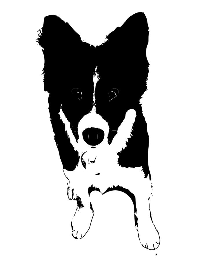 Border collie puppy