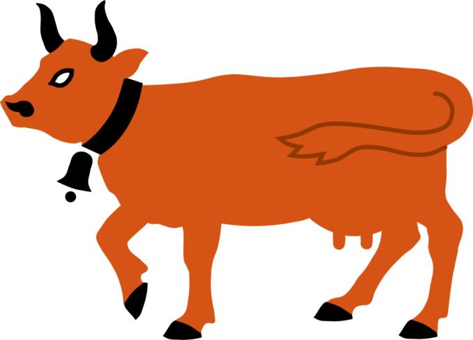Orange cow