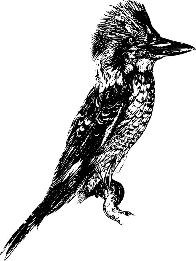 Laughing kookaburra