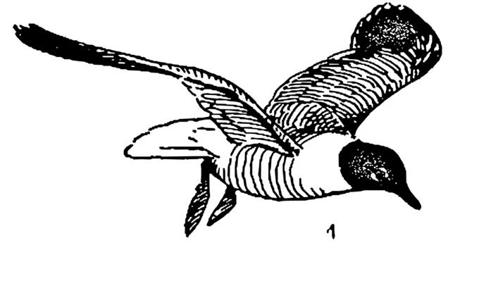Laughing gulls