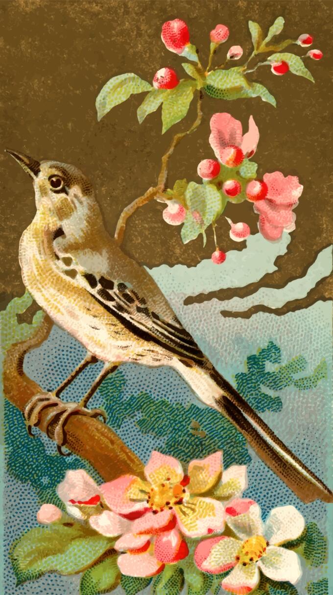 Mocking bird