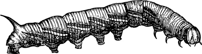 Caterpillar illustration