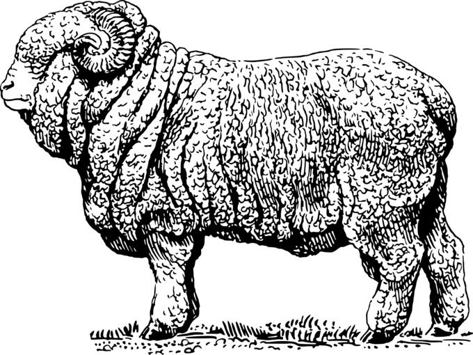 Merino ram image