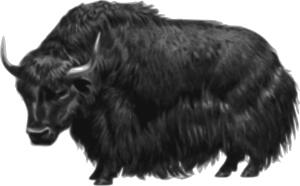 Yak image