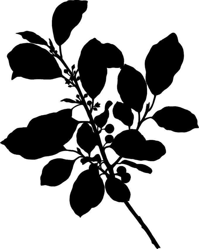 Alder buckthorn drawing