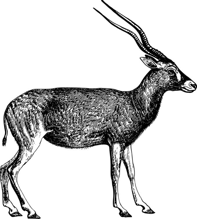 Addax image