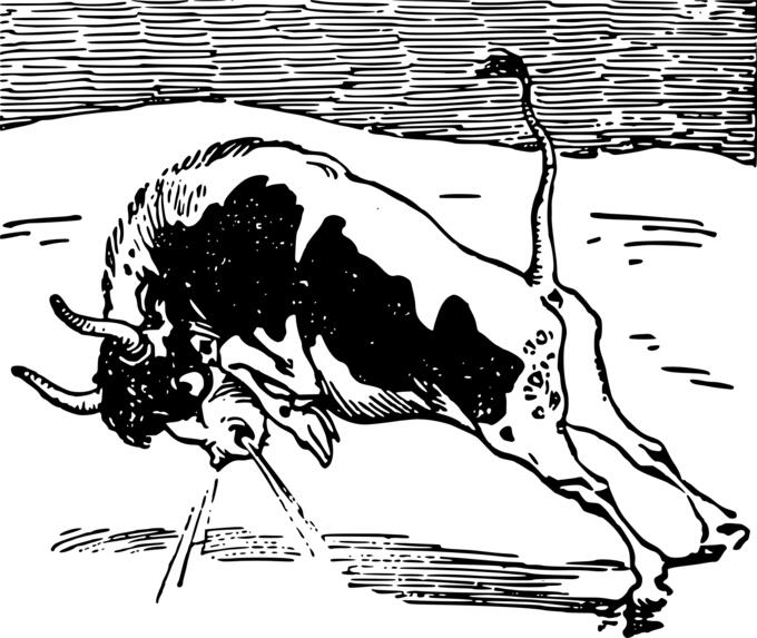 Raging bull