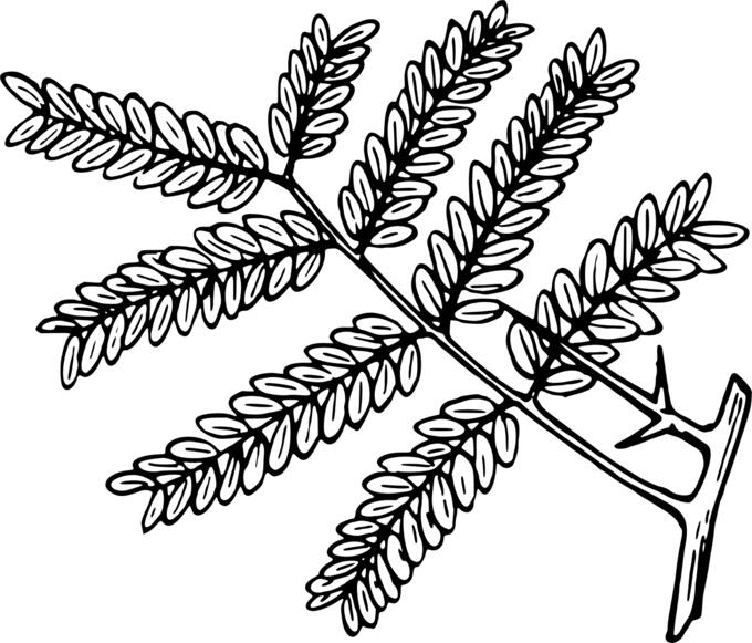Honey locust