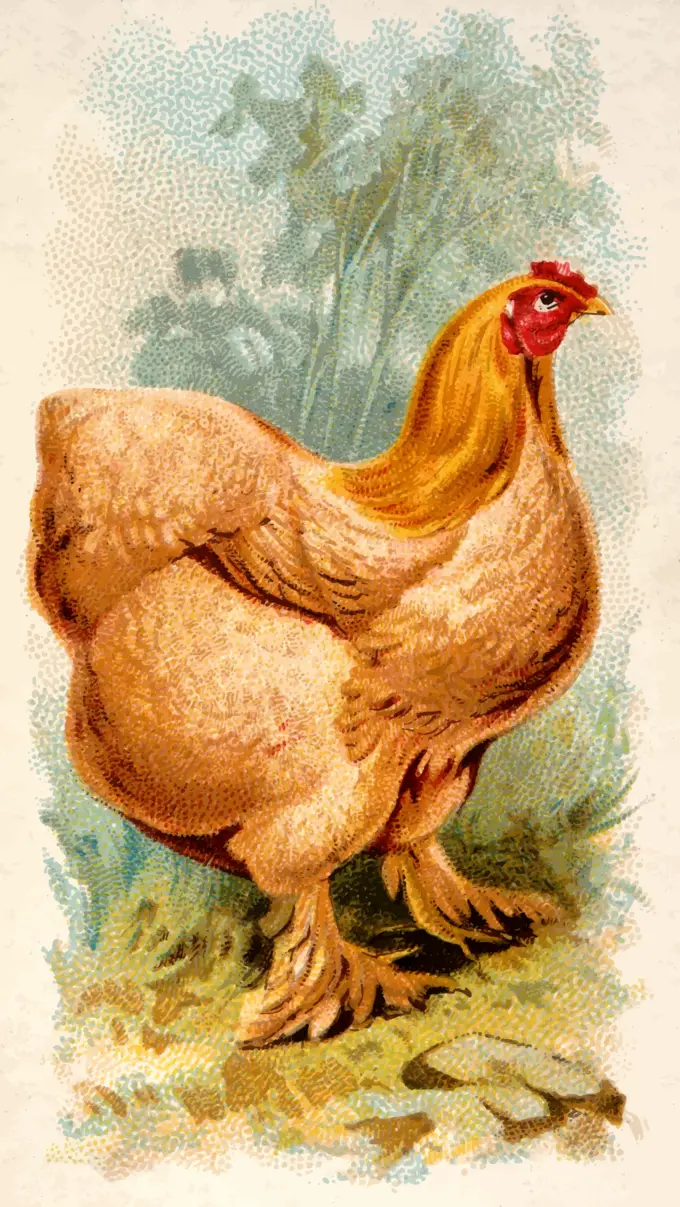 Buff Cochin China Hen