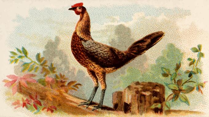 Young hen