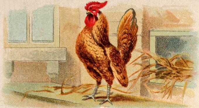 Gold laced bantam